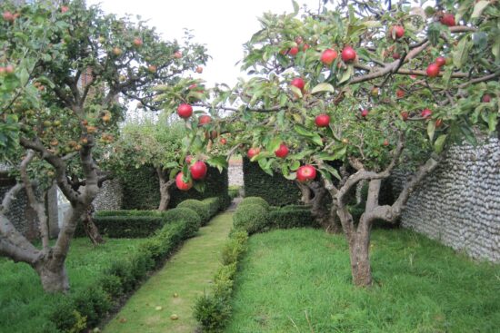 How to feed the garden in July